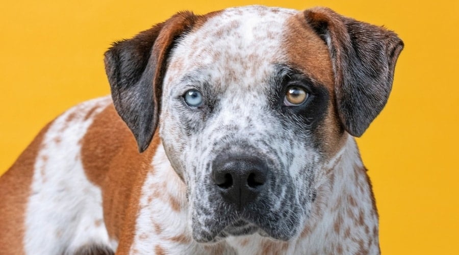 Beautiful Dog With Two Different Colored Eyes