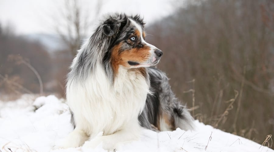 Beautiful Dog in Snow with Blue Eyes
