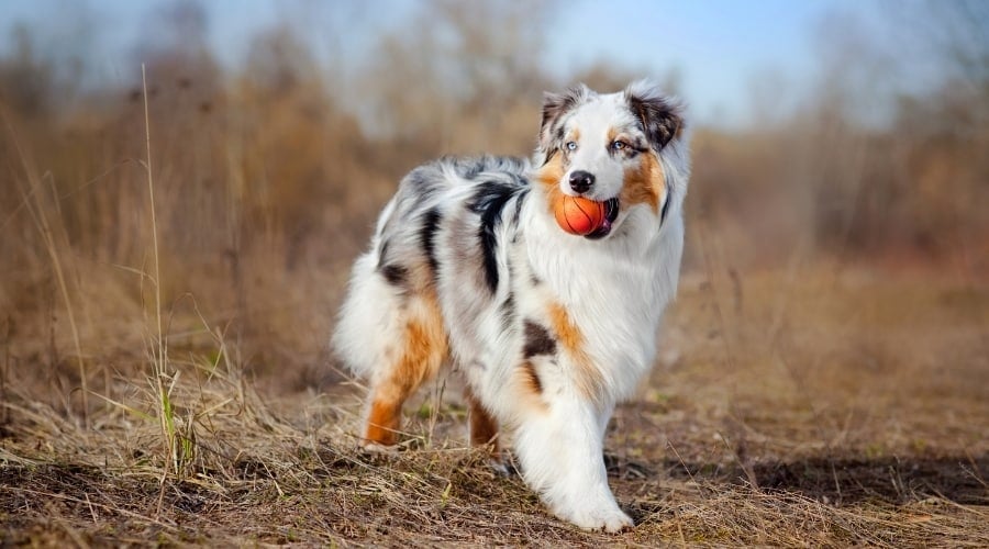 Beautiful Dog with Ball in Its Mouth