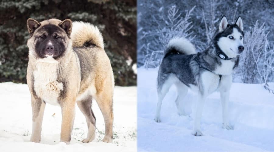 Beautiful Dogs Standing in the Snow