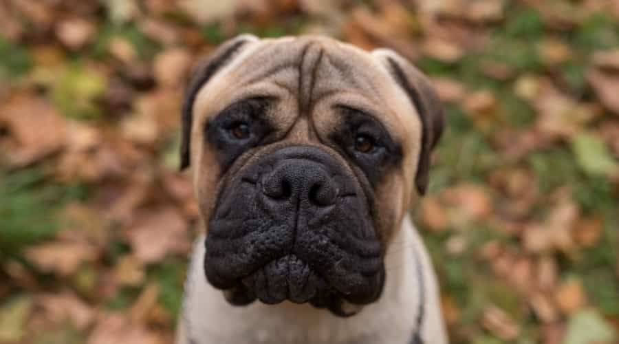 Beautiful Fawn Colored Dog
