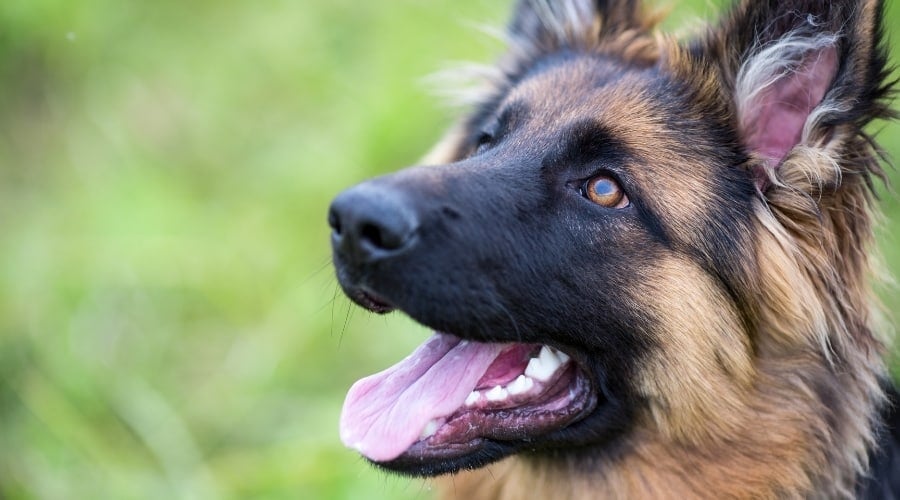 Beautiful German Shepherd