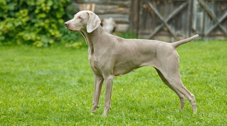 Beautiful Gray Dog Standing Outside