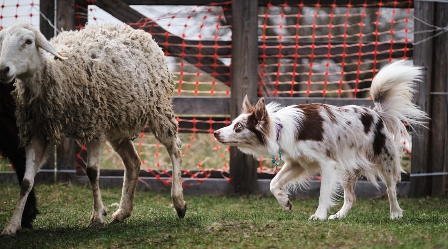 Beautiful Merle Dog Rounding Up a Flock