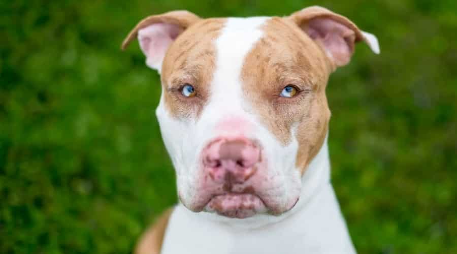 Beautiful Mixed Breed Dog Outdoors