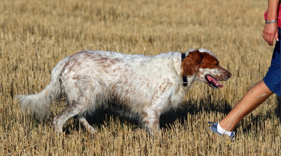 Beautiful spotted dog roaming field.