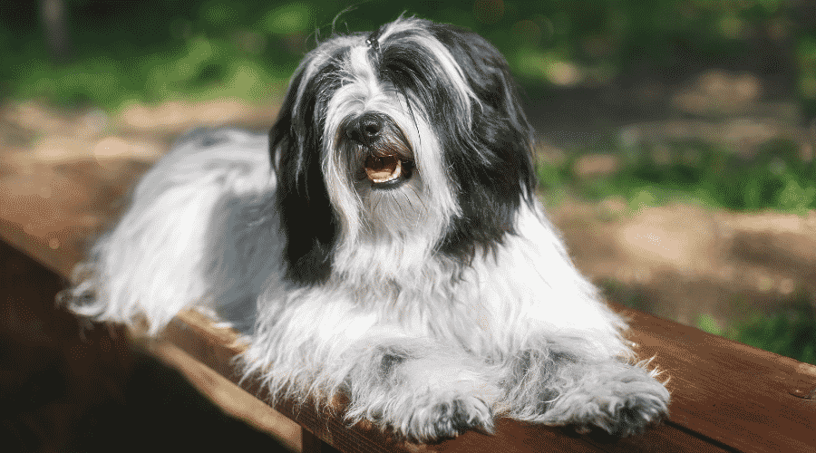 Beautiful Tibetan terrier Dog Resting On Wooden Bench In Nature
