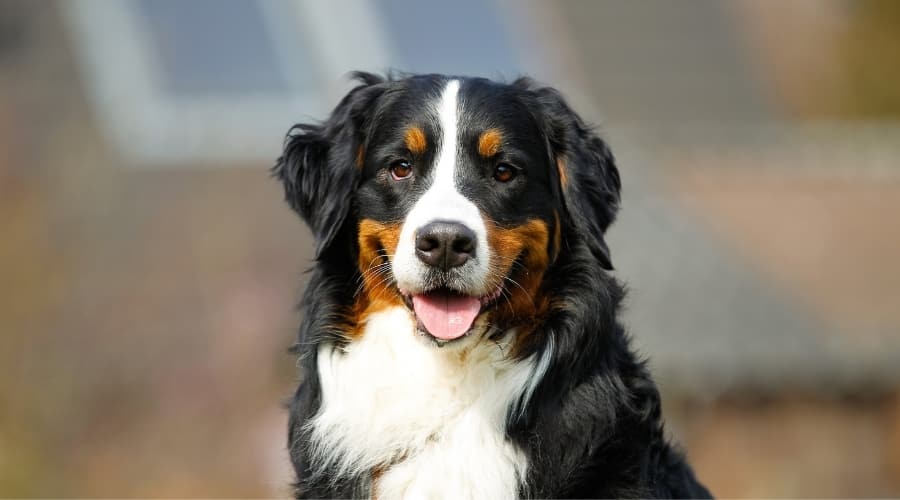 Beautiful Tri Color Dog