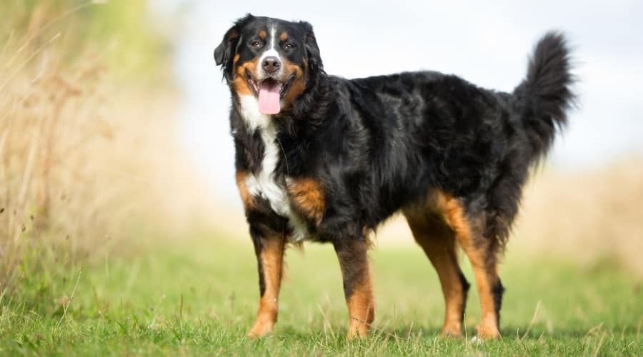 Beautiful Tri Colored Dog in Grass
