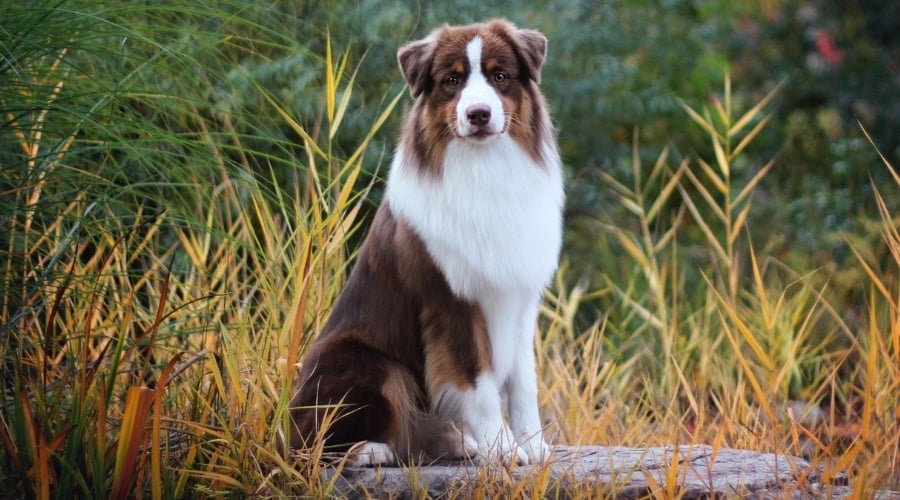 Beautiful White and Brown Dog Outdoors