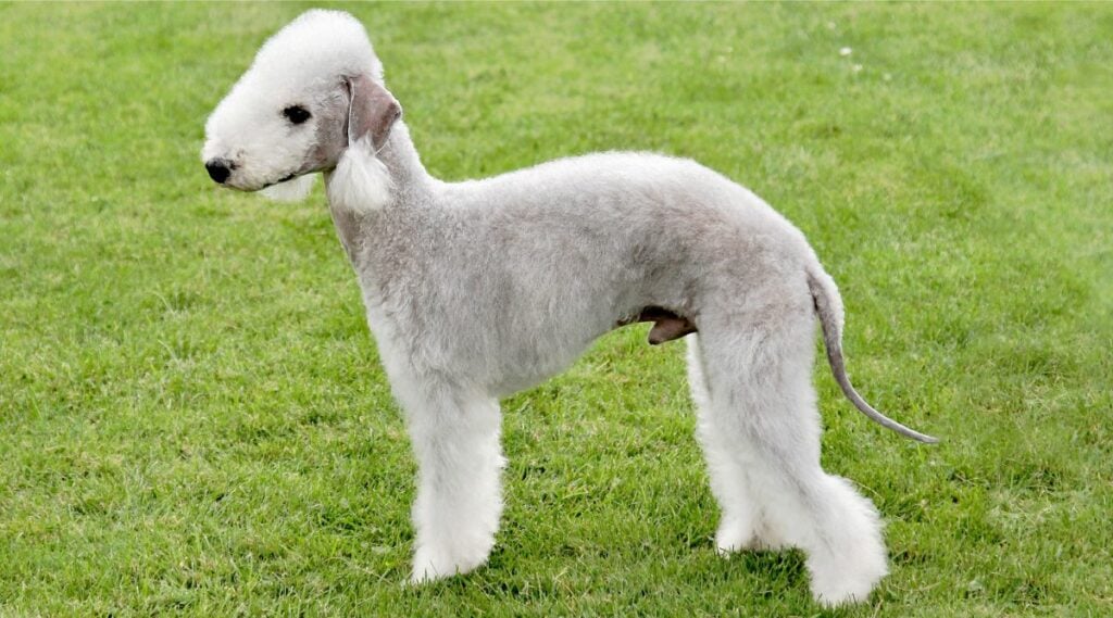 Bedlington Terrier Breed standing in grass