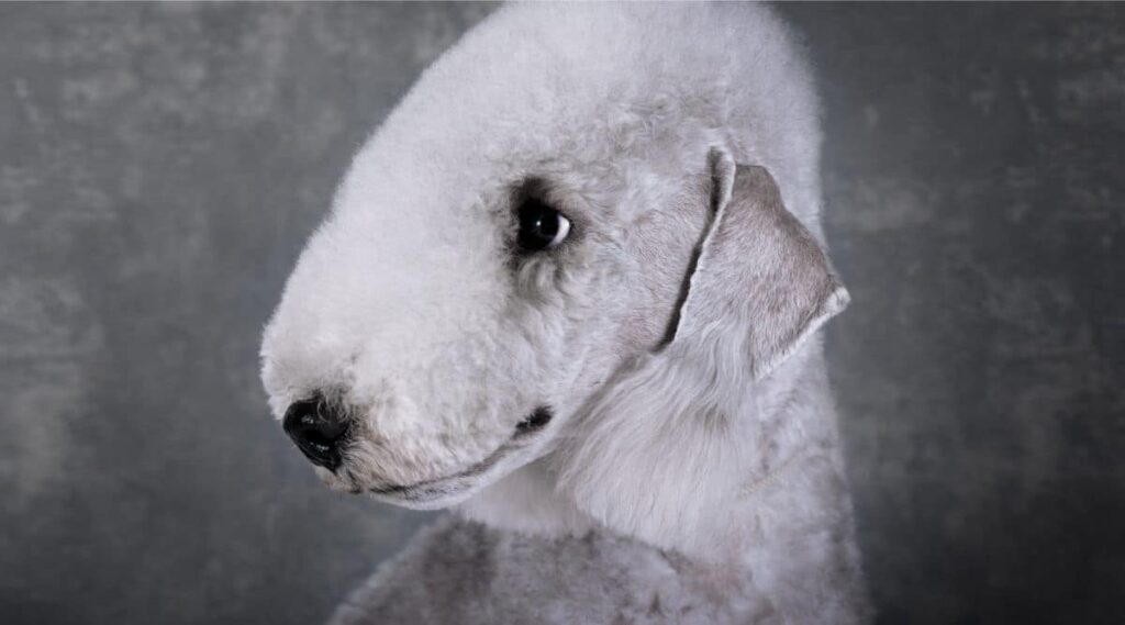 Bedlington Terrier Groomed face up close
