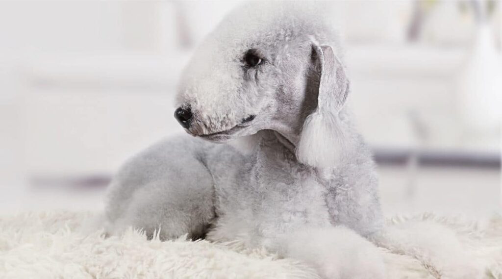 Bedlington Terrier Living inside laying on rug