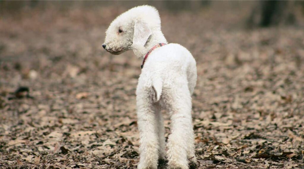 Bedlington Terrier Training outside in mulch
