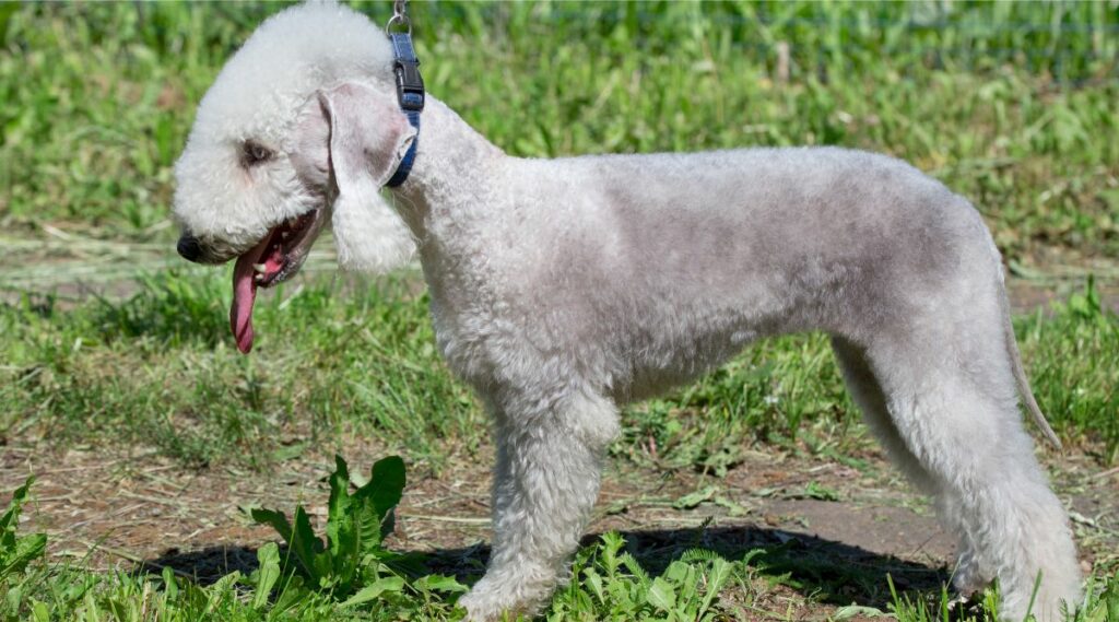 Bedlington Terrier on leash with tongue out