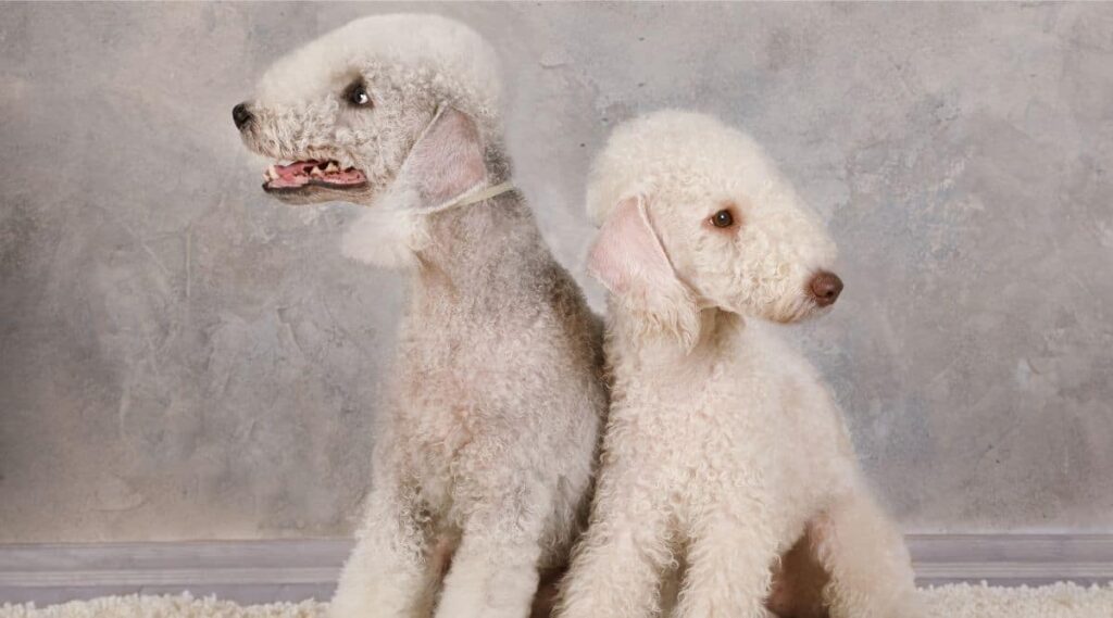Bedlington Terrier puppies sitting in a studio