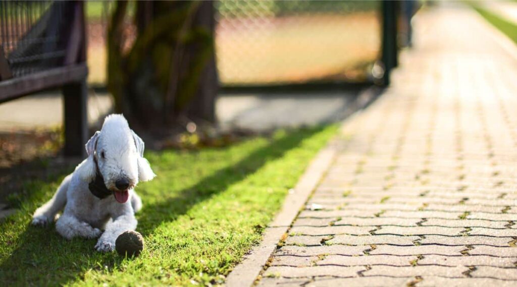 Bedlington Terrier sitting outside in the grass with a toy