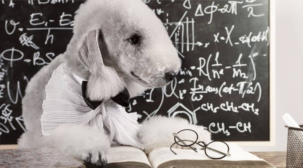 Bedlington Terrier smart reading a book