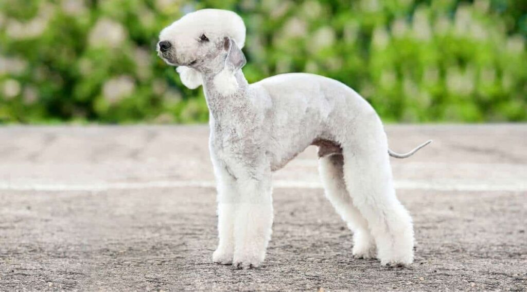 Bedlington terrier dog standing outside.