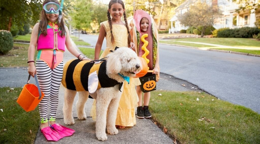 Big white curly haired dog dressed up as a bumble bee with 3 kids in costumes next to dog petting it