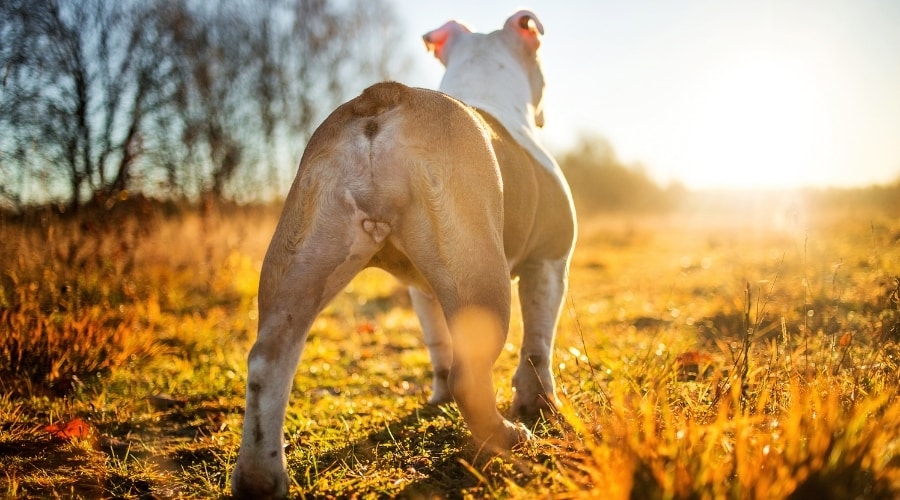 Behind of a Bulldog