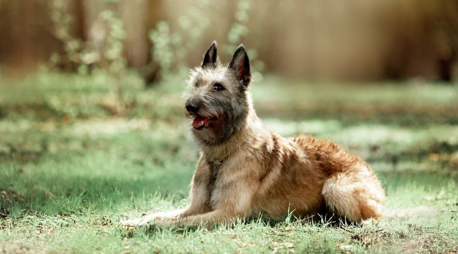 Belgian Doogle dog. 