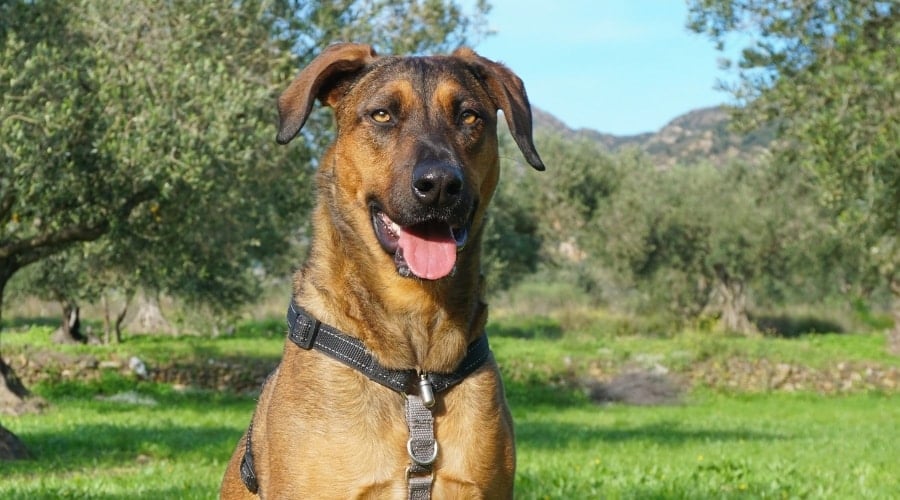 Belgian Labrador Outdoors in Grass