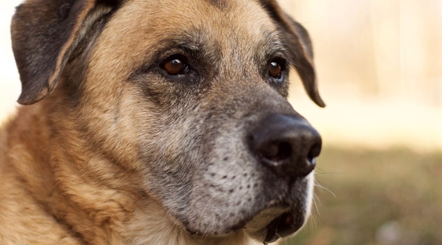 Belgian Malinois Corso Mix