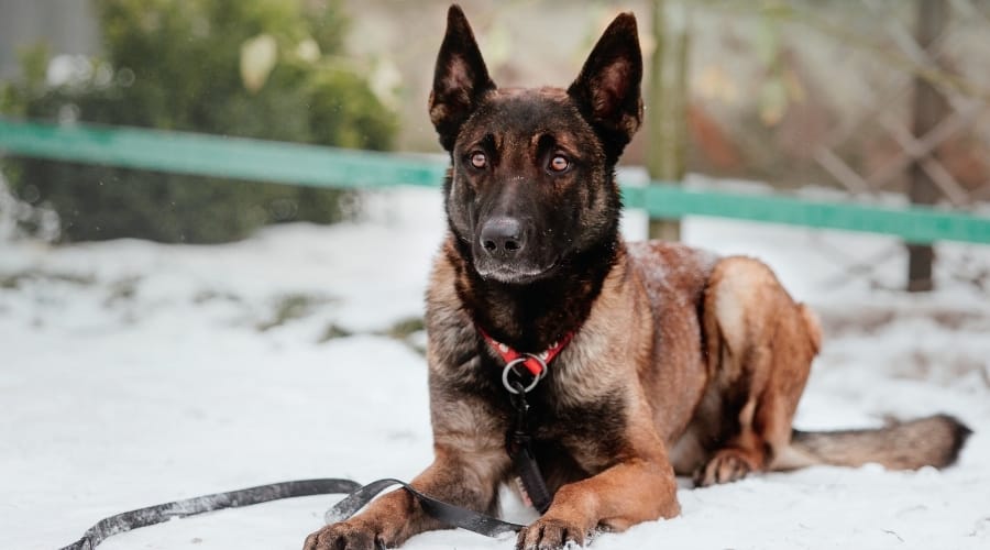 Belgian Malinois Dog in Snow Outdoors