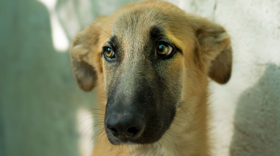 Belgian Malinois Greyhound Mix
