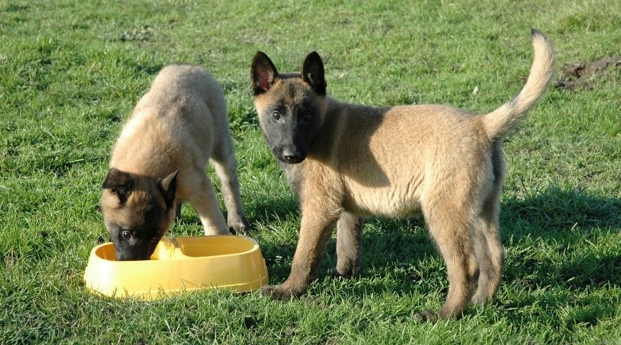 Two Belgian Malinois puppies eating from a yellow dog food bowl.