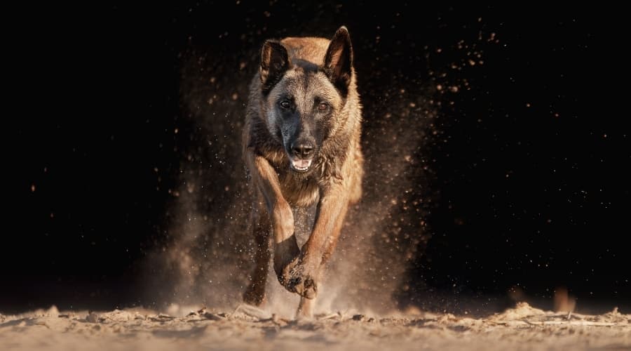 Belgian Malinois Running
