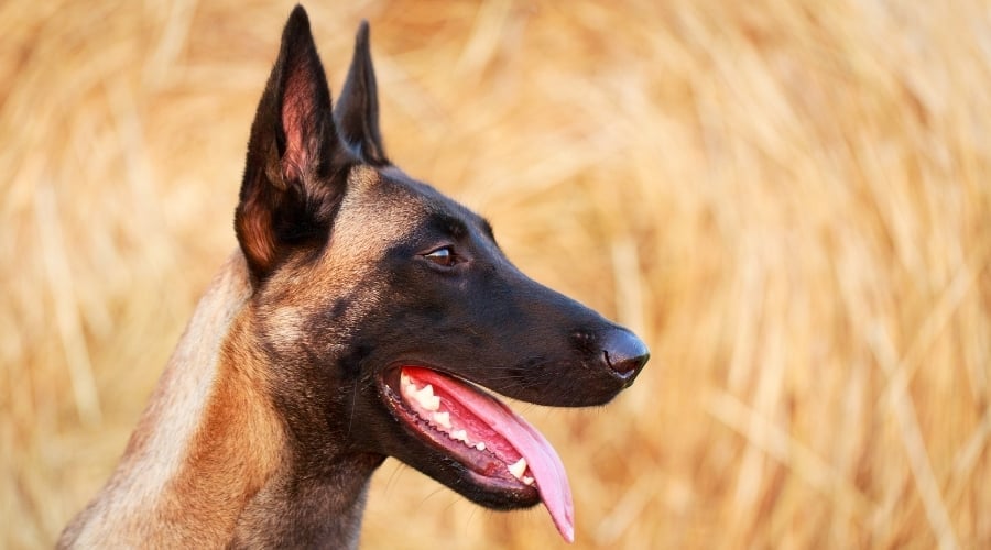 Belgian Malinois face up close.