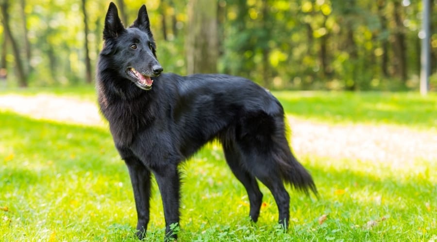 Belgian Sheepdog Outdoors in Grass