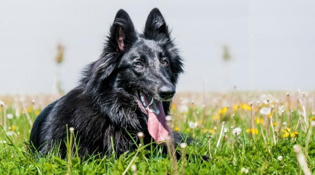 Belgian sheepdog with black coat