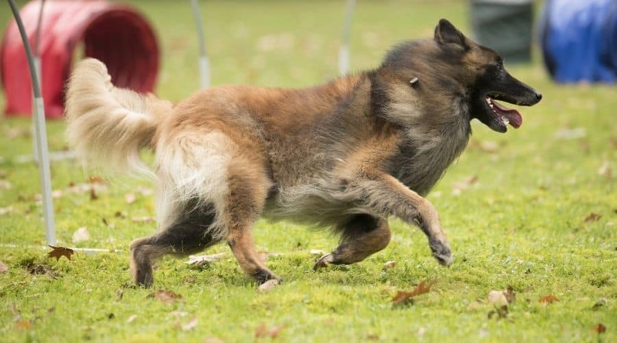 Terv agility training