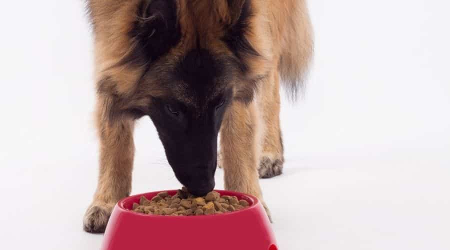 Large dog eating out of red bowl