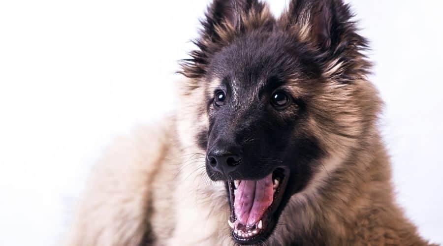 Belgian Terv growling