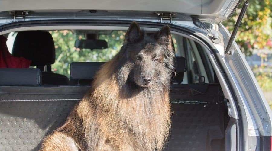 Belgian in car