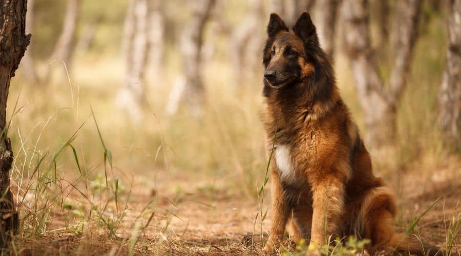 Belgian Tervuren in field