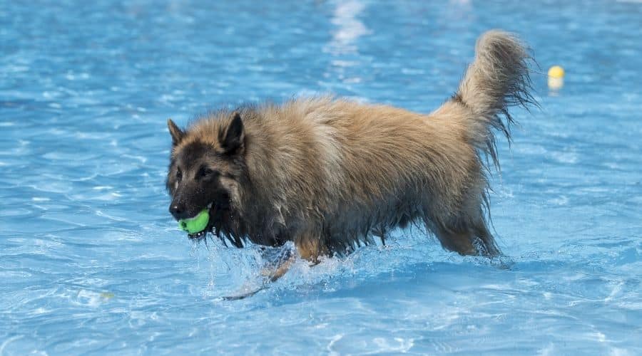 Dog in water with tennis ball