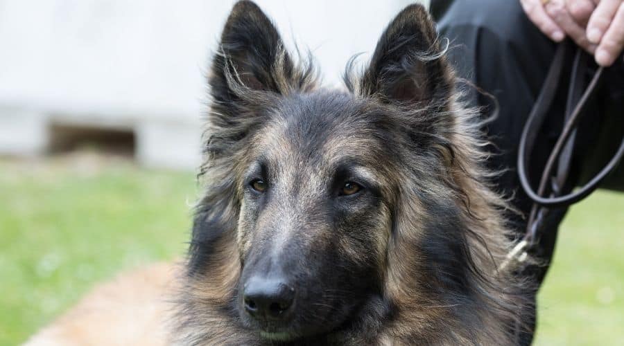 Black and brown dog on leash