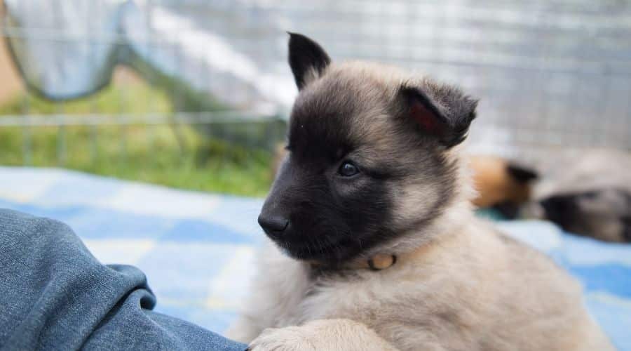 Black and tan puppy