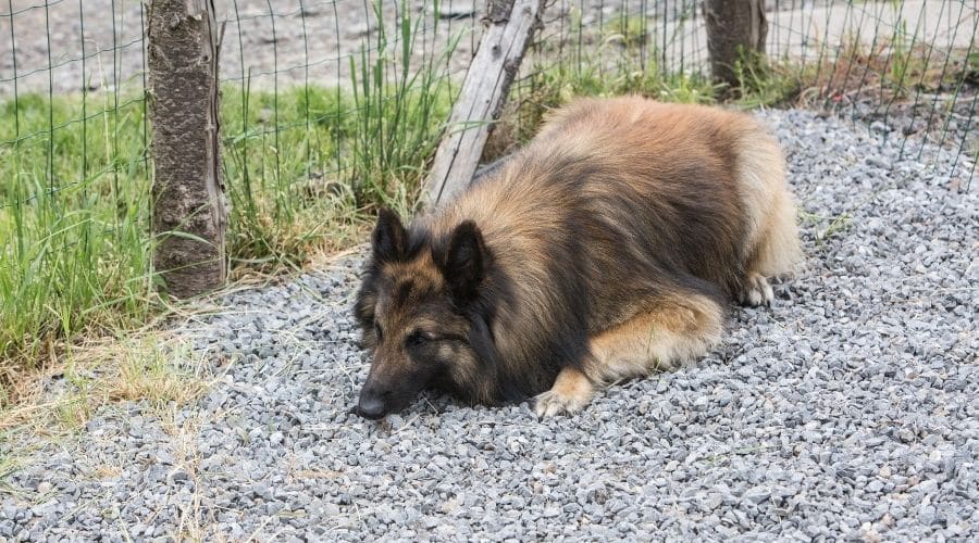 Large brown and black dog laying down