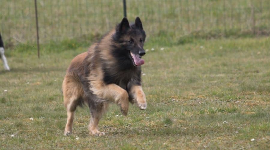 Belgian Terv running