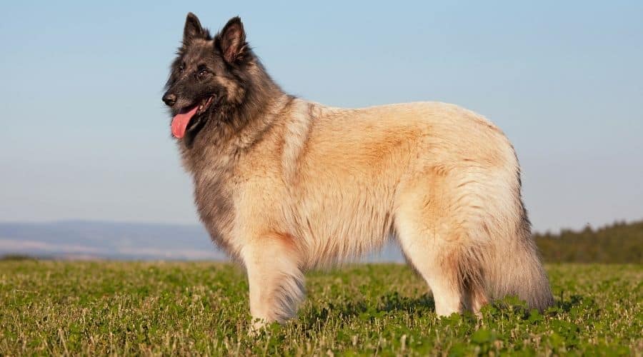Belgian Tervuren standing in grass