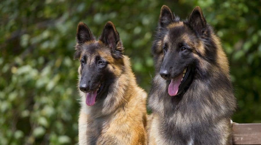 2 Belgian Tervs sitting