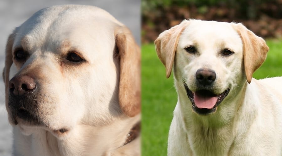Bench and Field Labradors Yellow Coats