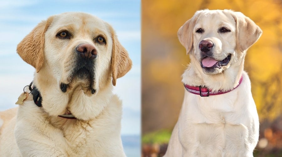 Bench and Field Labradors