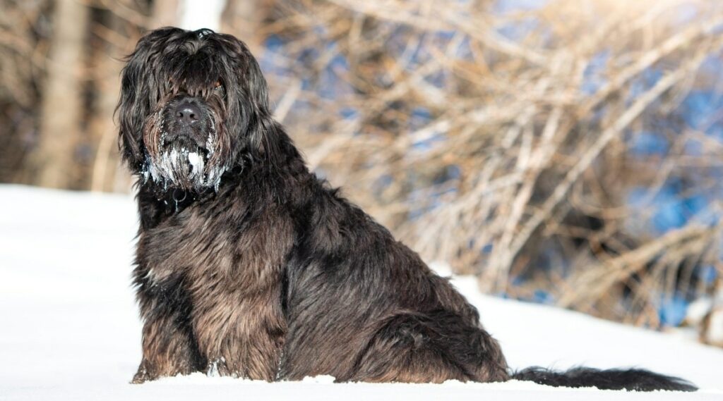 Bergamasco Sheepdog in snow.